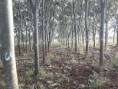 /album/galeria-de-fotos/planta%c3%a7ao-1-jpg/
